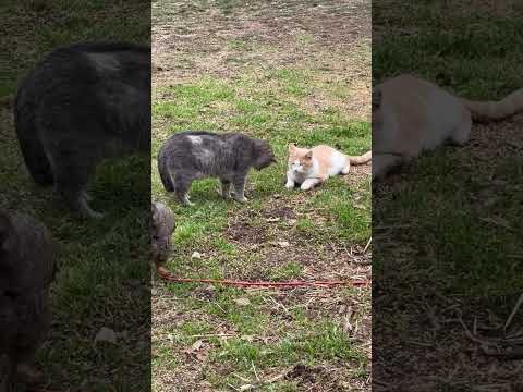 funny cat 😁 😁 😁 😁 😁 😁