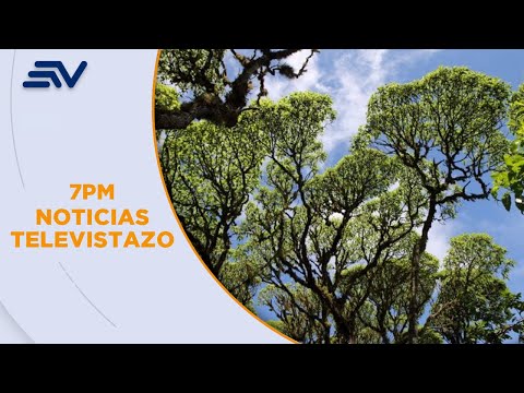 Descubren bosques de Scalesia, planta originaria de las Islas Galápagos | Televistazo | Ecuavisa