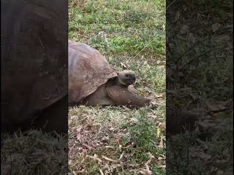 What! Giant Tortoises Everywhere? Galapagos Cruise Part 6 #shorts