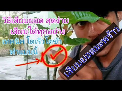 วิธีเสียบยอดเสียบยังไงให้โตเร็ วิธีเสียบยอดเสียบยังไงให้โตเร็