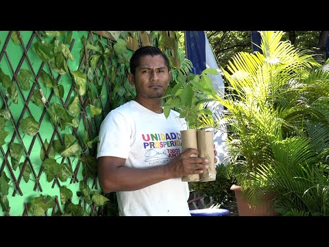 Lanzan Campaña Nacional de Reforestación de áreas afectada por huracán Julia
