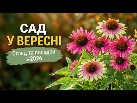 Що роблю у садку? #вересень #2026 #ехінацеі #шавлія