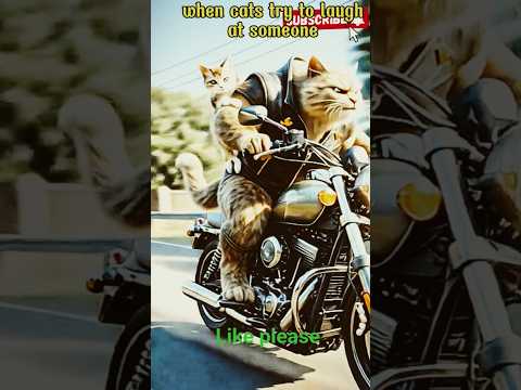 when cats try to laugh at poor cat