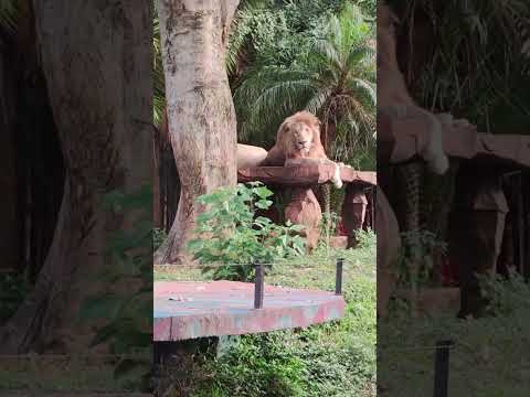 AZZAM & ARSHA MELIHAT SINGA 😯😍