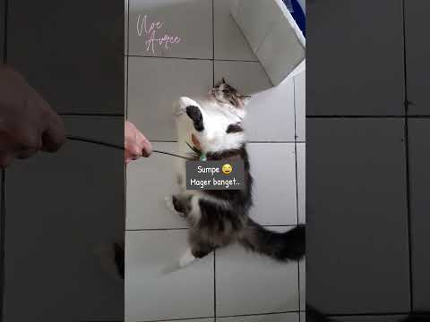 Haruya, doing exercise ? 😅 #shorts #cat #kucinglucuviral #funnycats #kucing