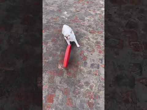 Little dog performs amazing stunts during play 🐕🏋️♀️🏀 #short #enjoy #gaming