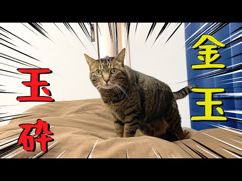 朝起きたら目の前にいた猫が金玉を潰して逃走しました...