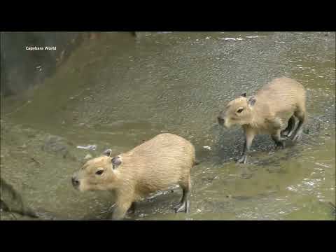 Will The Baby Capybaras Jump to Safety?        Donut Macaroni Choco Momiji