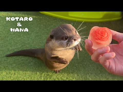 夏バテ中のカワウソにこれをあげたら元気になった　Otters Beat the Heat with Rose-Shaped Fish Popsicles