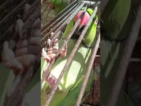 My Parrot My Friend # Doane Bonnie Munro # India#My Parrot My Friend #like #subscribe 2.9.2025🦜🦜🦜🦜🦜🦜