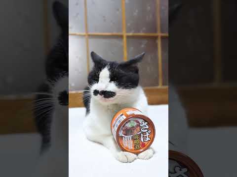 鯖味噌煮缶詰と猫のかわいい動画｜癒やしのひとときをお届け サムネイル