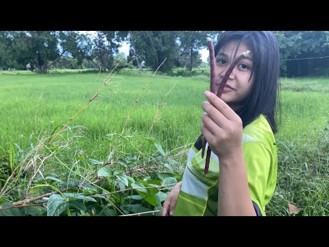 ความภูมิใจครั้งแรก-ที่ปลูกถั่ว ความภูมิใจครั้งแรก-ที่ปลูกถั่ว