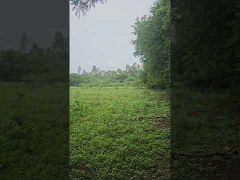 Birds sounds #bird #birdsounds #nature #greenery