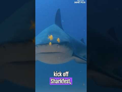 What's New On Disney Plus Today | Shark Fest