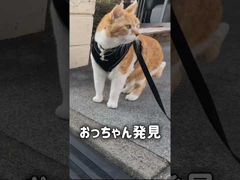 大好きなおっちゃんを見つけたときの反応が可愛すぎる‥ #元野良猫チャチャ #猫武将 #ねこ #ネコ #猫