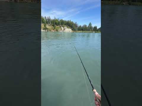 “One Cast… BOOM! Kenai Giant” #fishing #alaska #fishinglife #fishon
