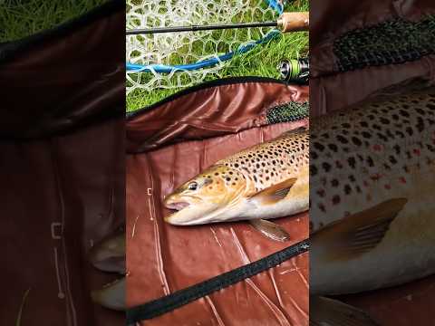 मछली  पानी से बाहर आ जाती है तो उसको कितनी तकलीफ होती है #love  सब्सक्राइबकर लेना