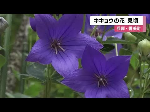 「キキョウの寺」で約800株のキキョウの花が見ごろ　猛暑で開花に遅れも　兵庫・遍照寺 (2025/07/14 13:30)