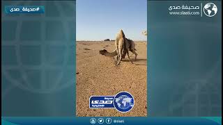 وش يفك بينهم