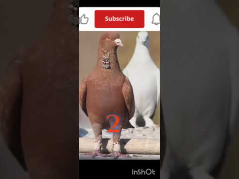 pigeon video#kabutar#pets birds #kabutar ki video