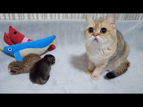 Here's a mom cat playing with a toy right next to her kitten...