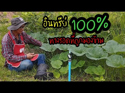 อินทรีย์100%ทางรอดที่ถูกมองข