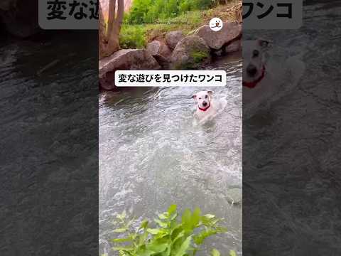 犬の動画サムネイル - 変な遊びにハマったワンコ｜PECO #shorts