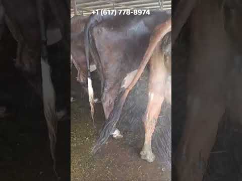 Vacas en Finca La Casona