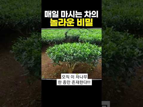 매일 마시는 차의 놀라운 비밀