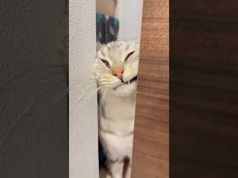 猫の動画サムネイル - 愛猫たちが可愛すぎて大興奮するパパ!! #shorts #猫 #cat