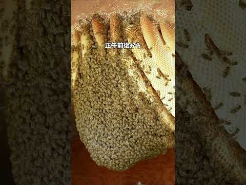 四女と五女の同居生活に六女の羽化も間近 分蜂するのか!? 〜開放巣密着18日目 1/4〜 #ニホンミツバチ #開放巣 #昆虫観察