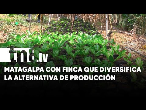Finca diversifica una alternativa de producción en Matagalpa - Nicaragua