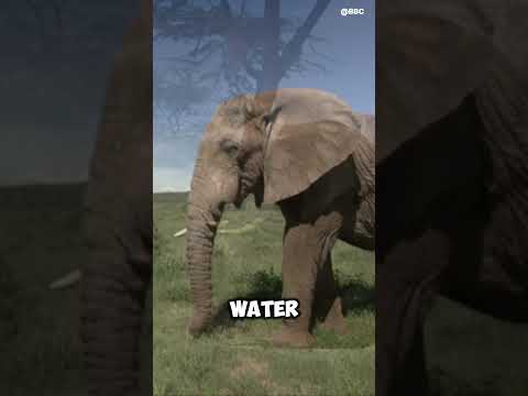 What is elephant tusk used for? #shorts #animals #animalkingdom #elephant #tusk