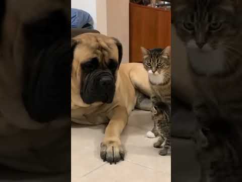 Mastín bullies a cat and this happen #cats #dogshorts #animals