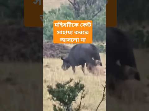 মহিষটিকে 🐃 কেউ সাহায্য করতে আসলো না #short #buffalo #lion #attack #প্রাণী