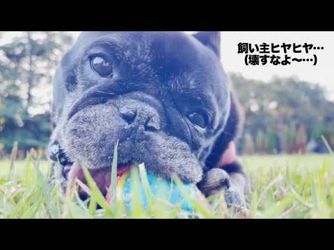 カレンダー発売のお知らせ+お友達のボール、壊さないでよ!?