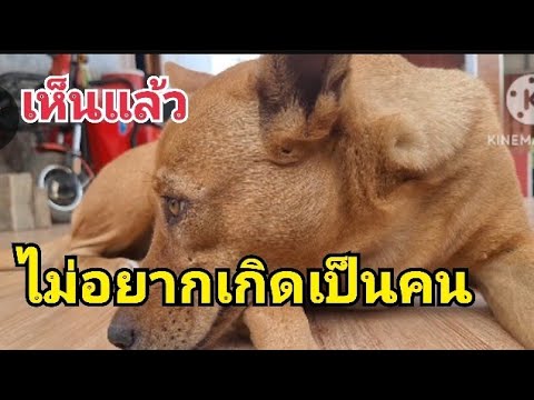 สงสารน้องหมาต้องมาเจออะไรแบบ