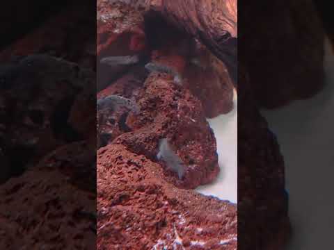 lion head cichlids #mariobros #supermariobros #mar 