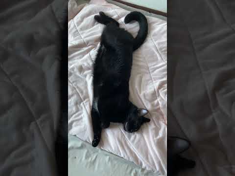 Cats day 30 Oct 2025 #cats #catlover #tombamlucky #fypsg #sgcats