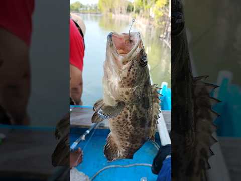 strike kerapu cukup buat lauk satu keluarga #fishing #uniquefishing #mancing #kerapu