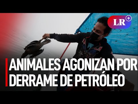 Repsol: Reportan que animales agonizan por derrame de petróleo en isla La Cabrillera