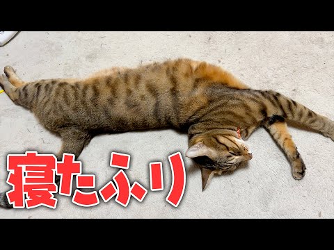 飼い主に撫でてもらうためにわざと寝たふりをする猫が策士すぎましたw