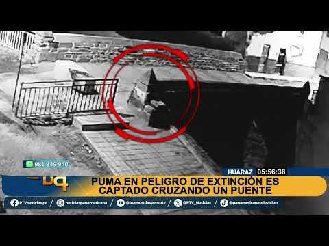 Un puma cruzó un puente en Huaraz y es captado por cámaras de seguridad