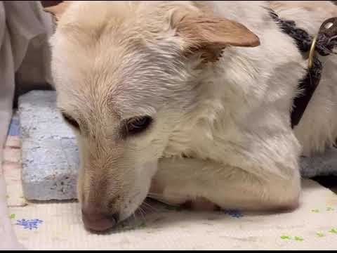 【保護犬】真っ白ふわふわになるまでのピーチちゃん密着