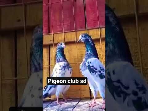 #@outsatnanding kabutar #Omani pair jod shok viral sd short video#@