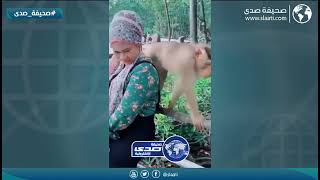 القرد ساكت وصابر عليها