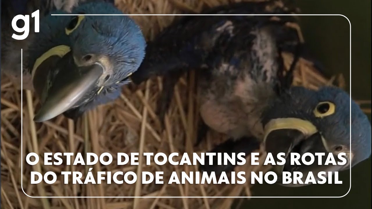 Jornal Hoje: As rotas do tráfico de animais no estado de Tocantins