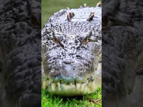 Betul Ke Cerita 500 Askar Jepun Dibaham Buaya Burma?