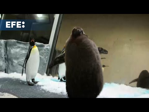 Pesto, el gigante pingüino glotón que asombra a los australianos