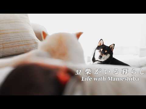 家族が増えて1ヶ月。豆柴たちの変化